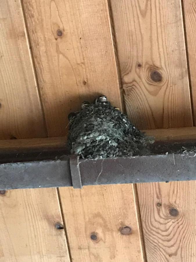 Hering Fewo I Apartment Terrace Wiek auf Rügen Eksteriør bilde
