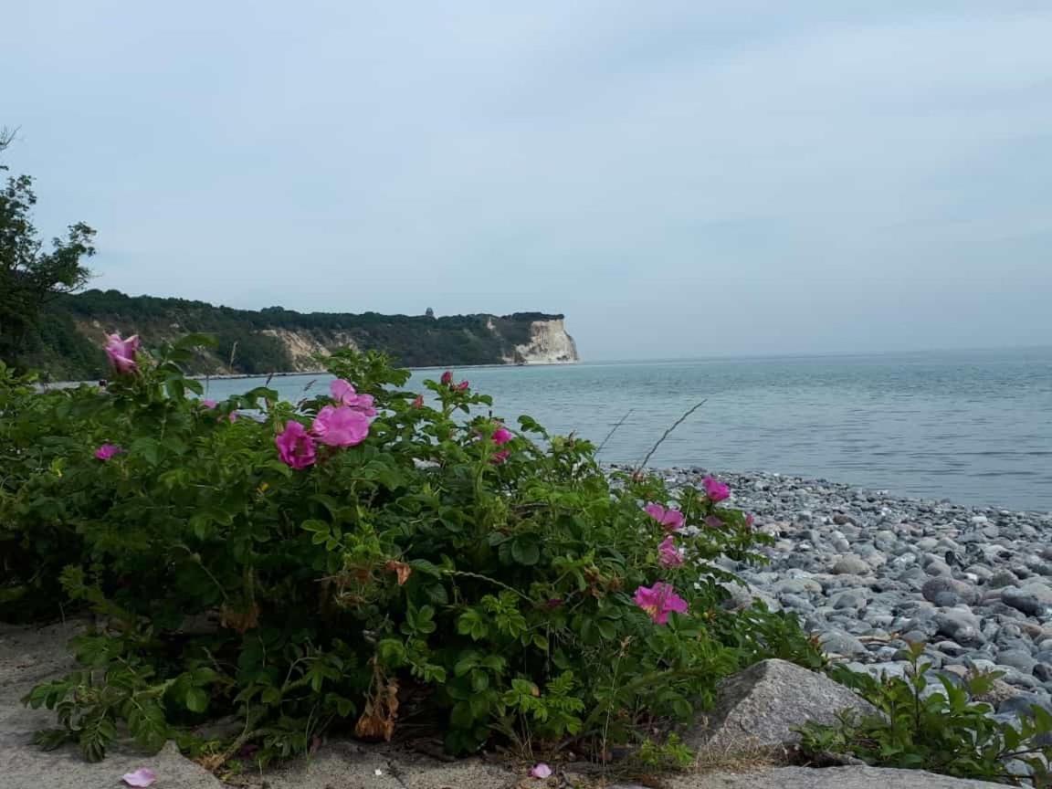 Hering Fewo I Apartment Terrace Wiek auf Rügen Eksteriør bilde
